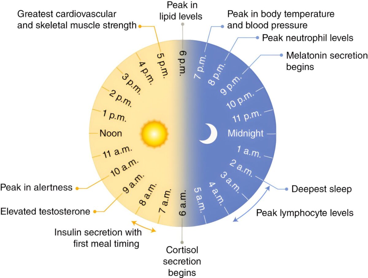circadian health