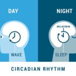 Circadian Health: How Your Body Clock Affects Everything
