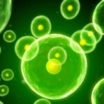 Optimizing Cellular Nutrition: Mitochondria, Telomeres, and Longevity