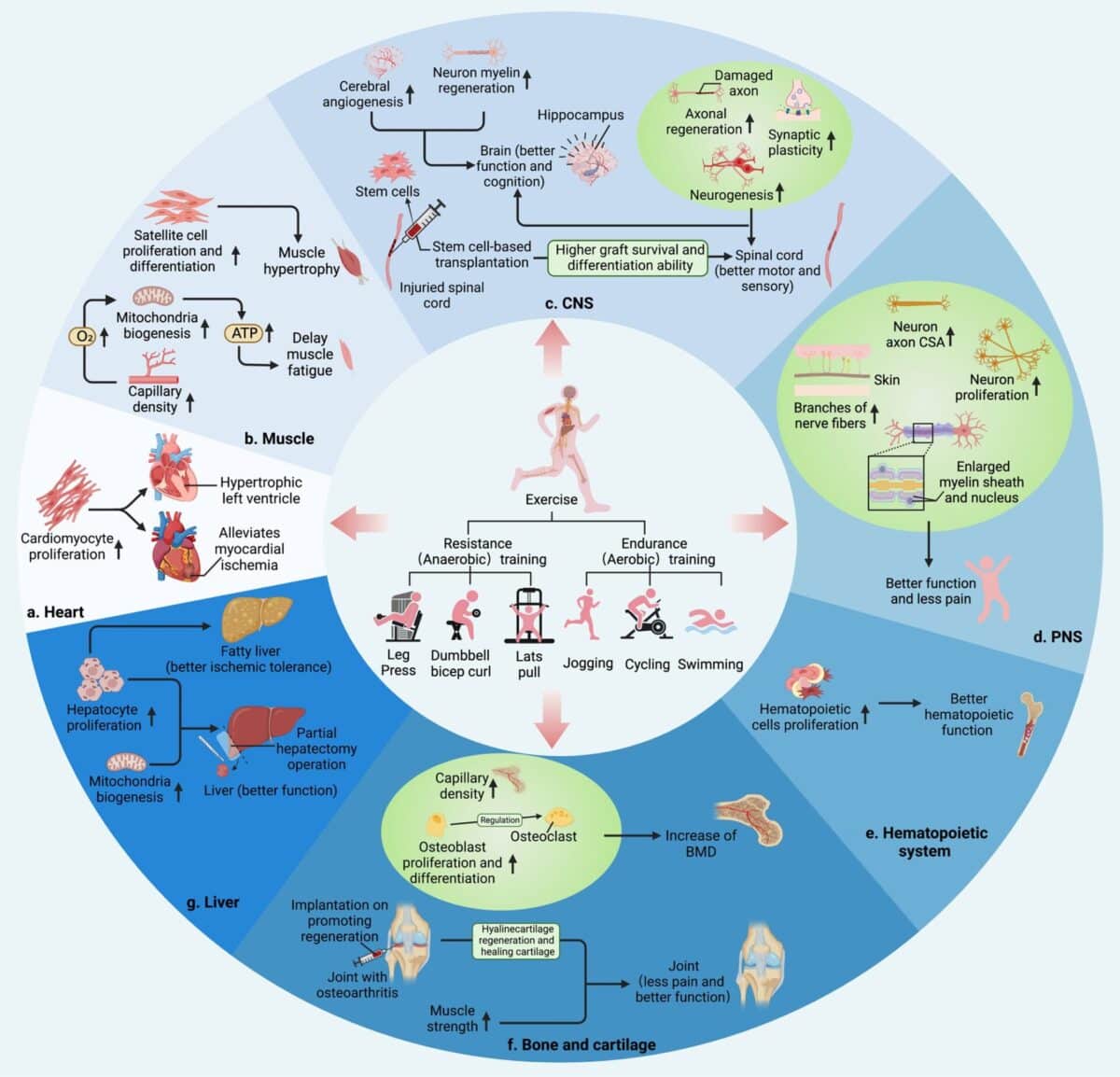 Peptide Therapy: The Future of Athletic Recovery and Longevity