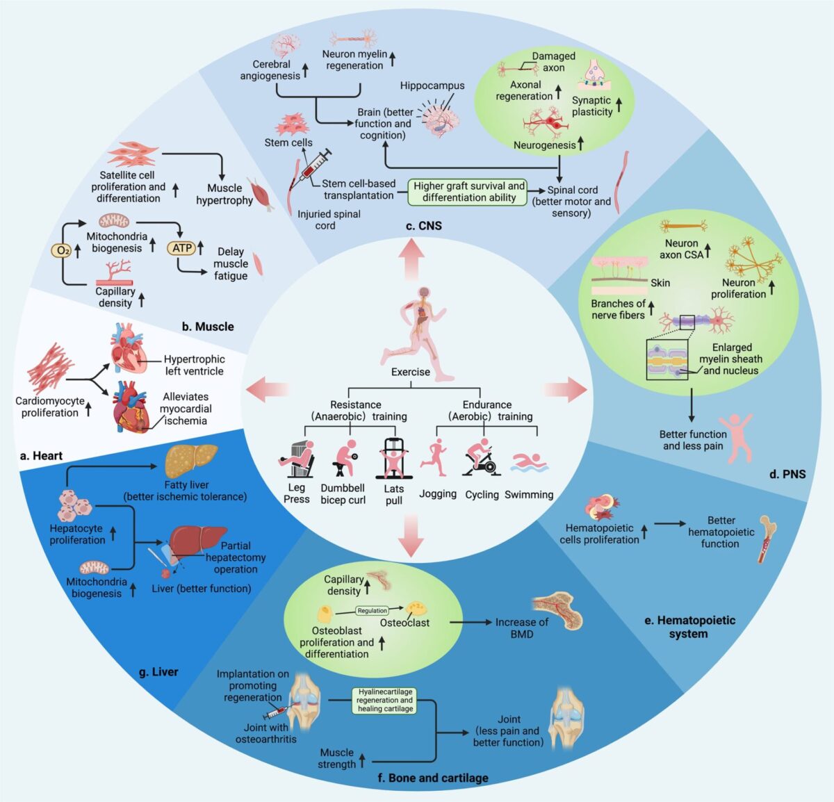 Peptide Therapy: The Future of Athletic Recovery and Longevity